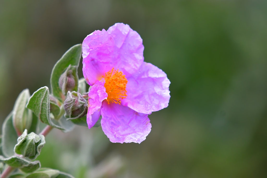 DSC_5617.JPG