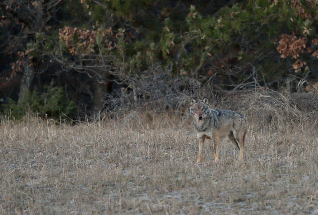 DSC_7197.jpg