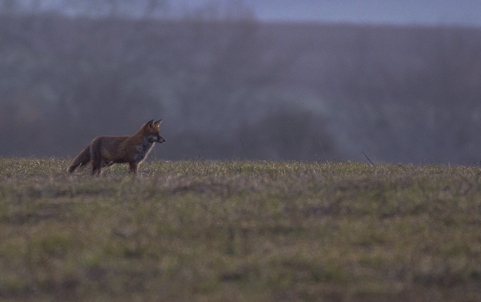 Renard à l'aube-1.jpg