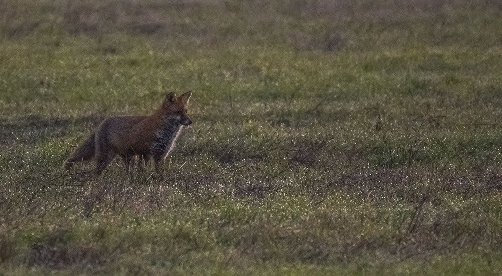 Renard à l'aube-1-4.jpg