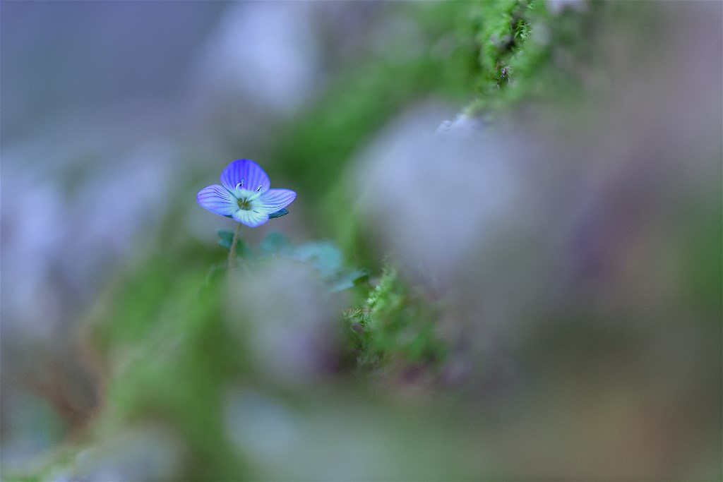 DSC_6570.jpg