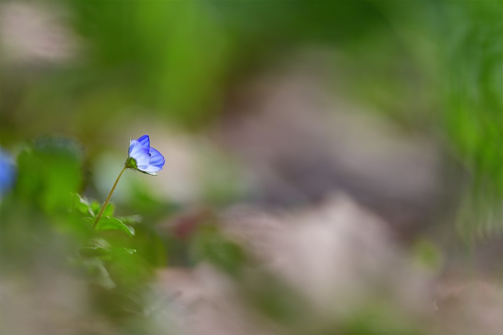 DSC_6471.jpg