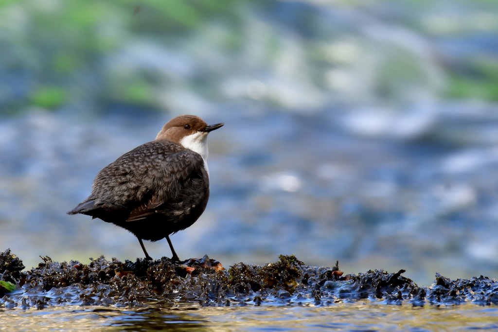 DSC_7093.JPG
