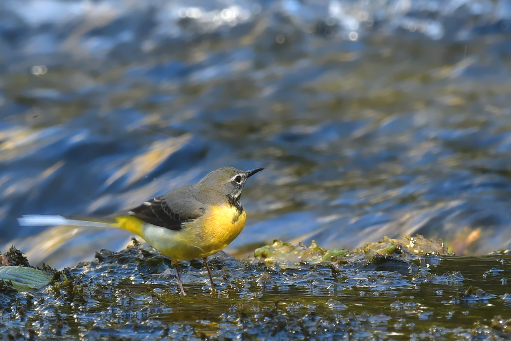DSC_6677.JPG