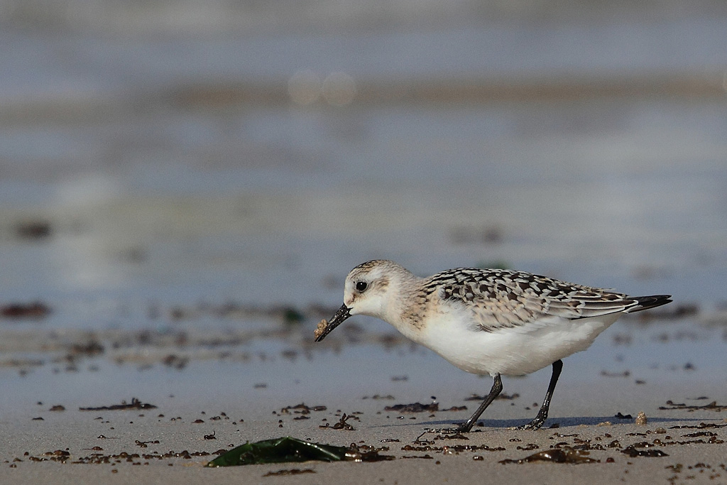 Bécasseau sanderling IN.jpg