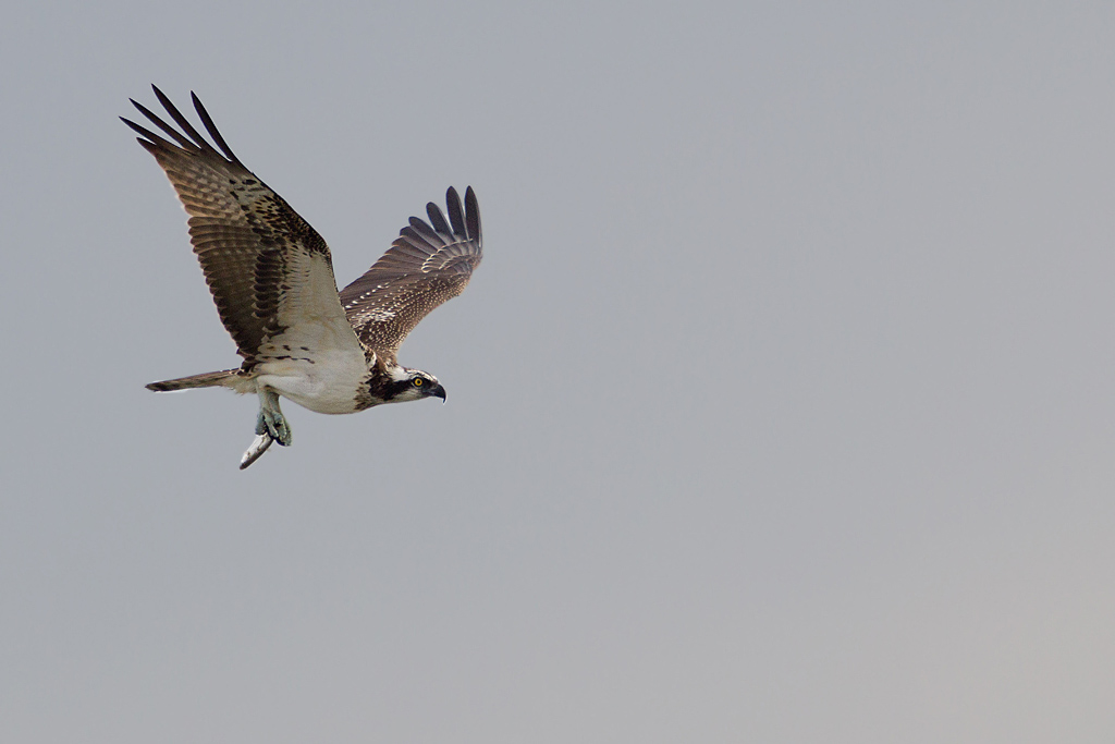 Balbuzard pêcheur immature_04 IN.jpg