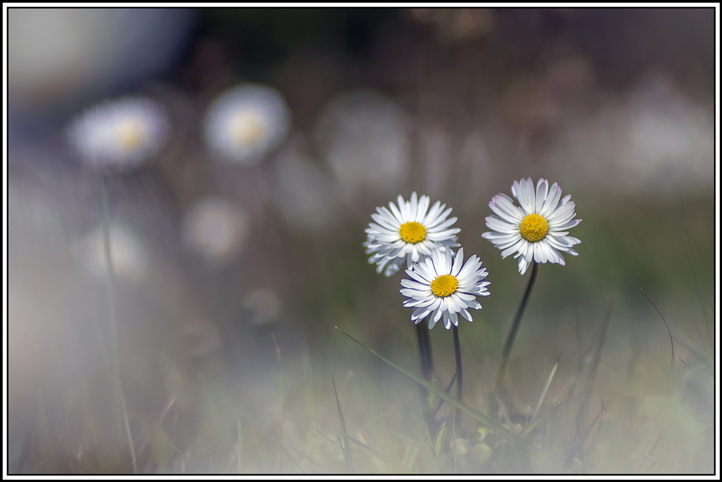 flore(1059_1061).jpg