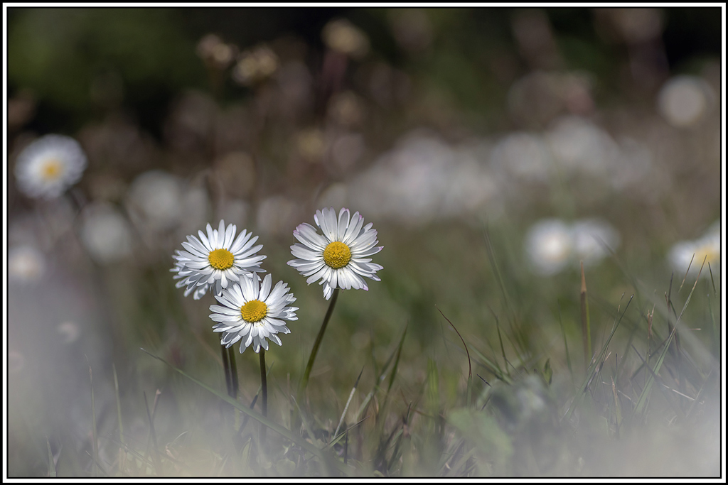 flore(1062_1064).jpg