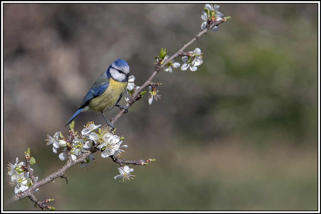 mesange_bleue(776).jpg