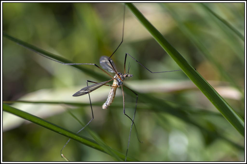 tipule(1).jpg