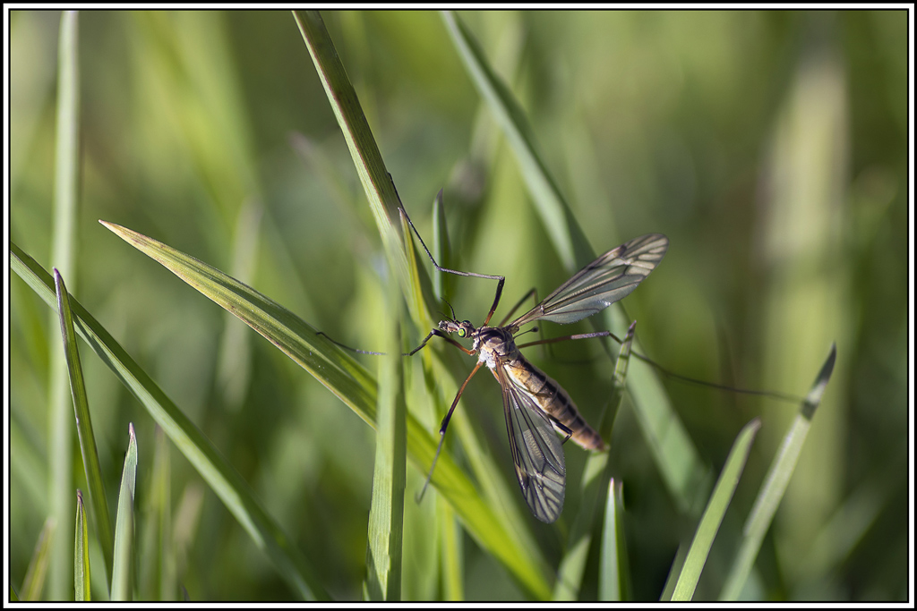 tipule(2_3).jpg
