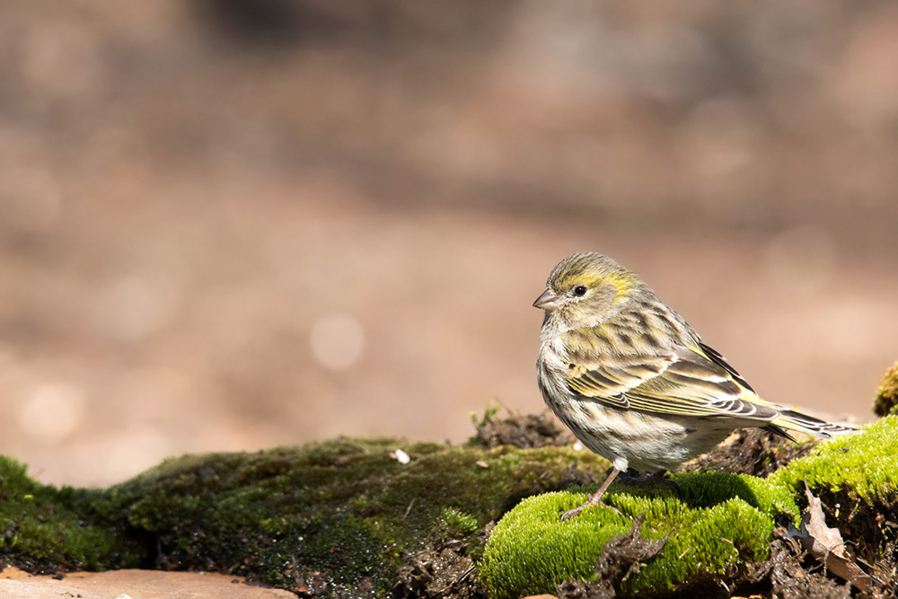 serin.jpg