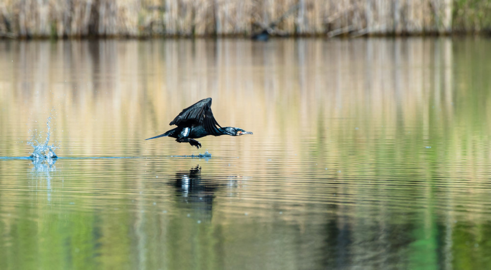Cormoran avril_3.JPG