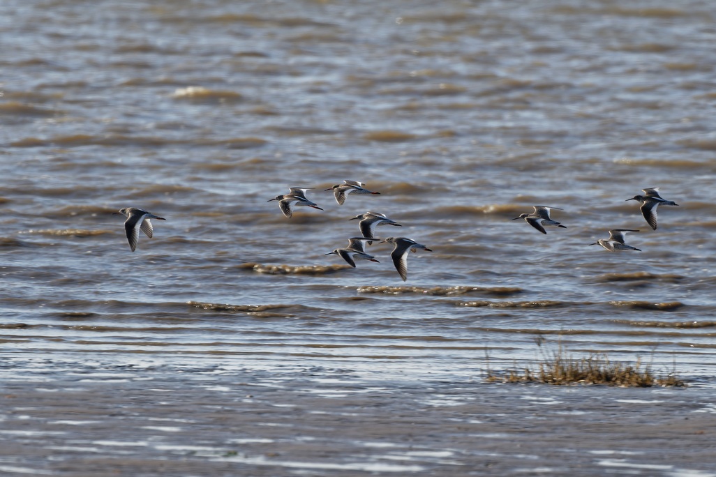 DSC_5585_DxO.jpg