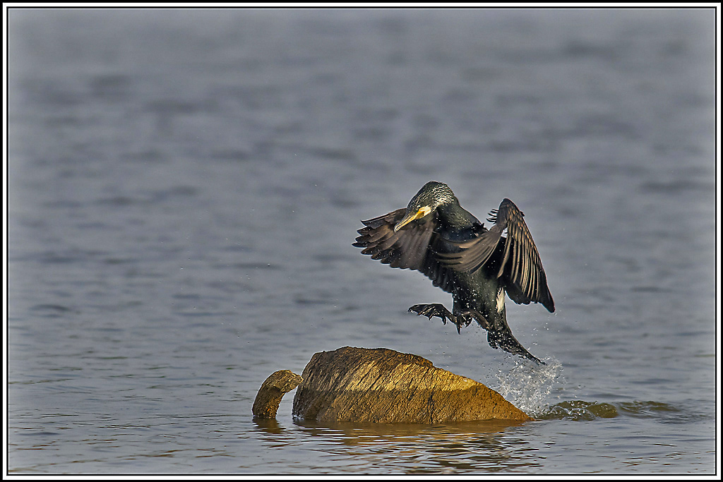 grand_cormoran(372).jpg