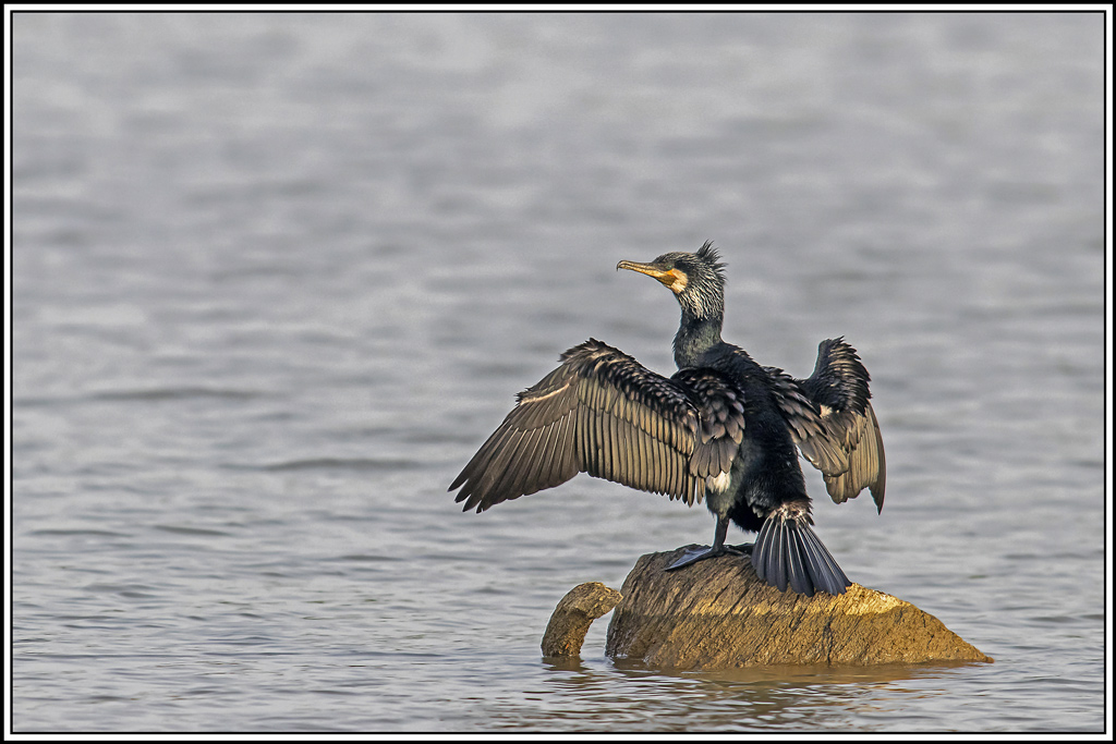 grand_cormoran(384).jpg