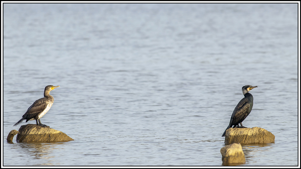 grand_cormoran(408).jpg