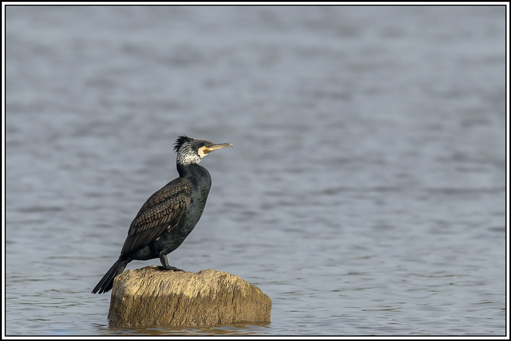 grand_cormoran(415).jpg