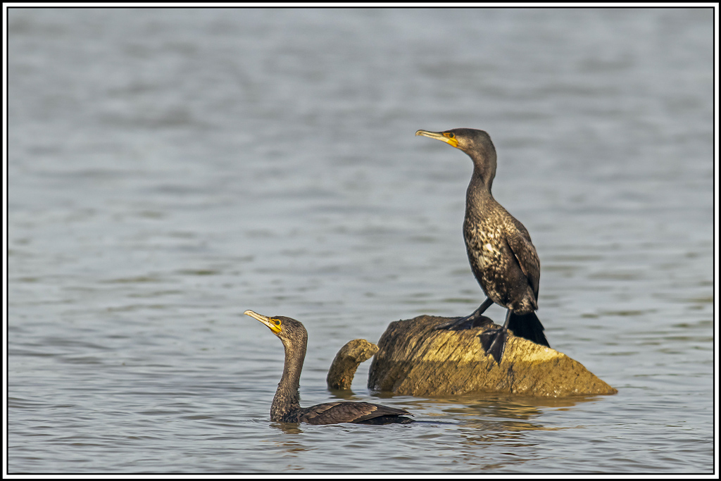 grand_cormoran(429).jpg