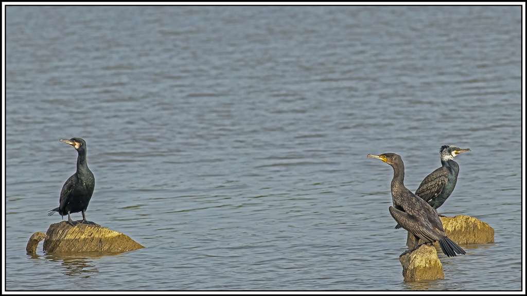 grand_cormoran(469).jpg