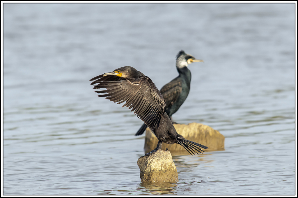 grand_cormoran(461).jpg