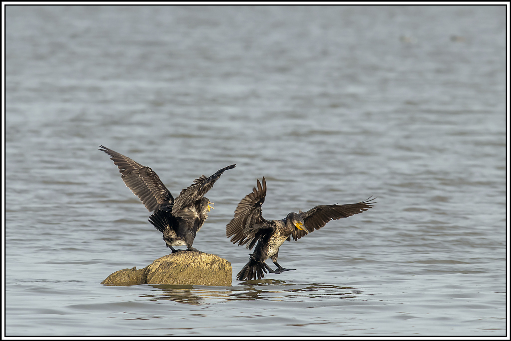 grand_cormoran(476).jpg