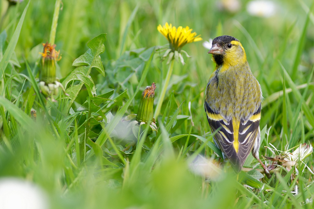 DSC_6454_DxO.jpg