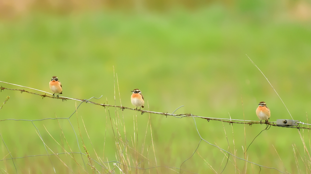 DSC_7390.JPG