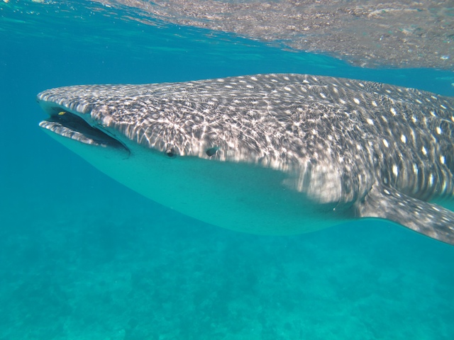 Requin baleine.jpg