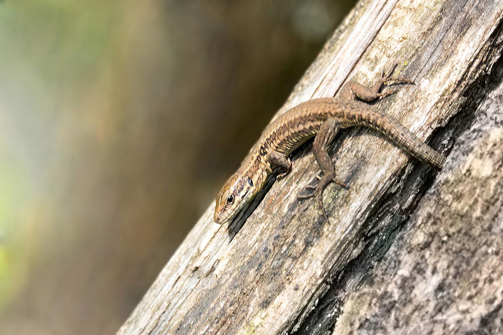 lezard.jpg