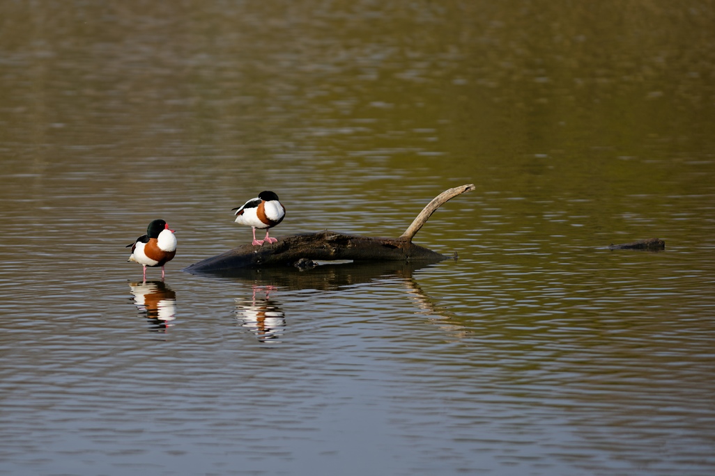 DSC_5781_DxO.jpg