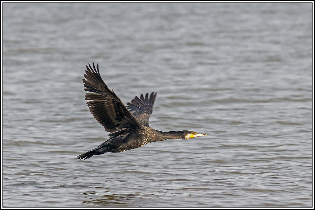 grand_cormoran(513).jpg