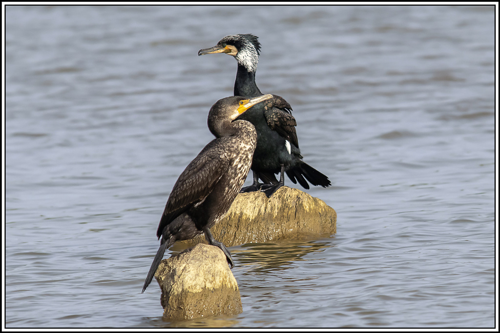 grand_cormoran(531).jpg