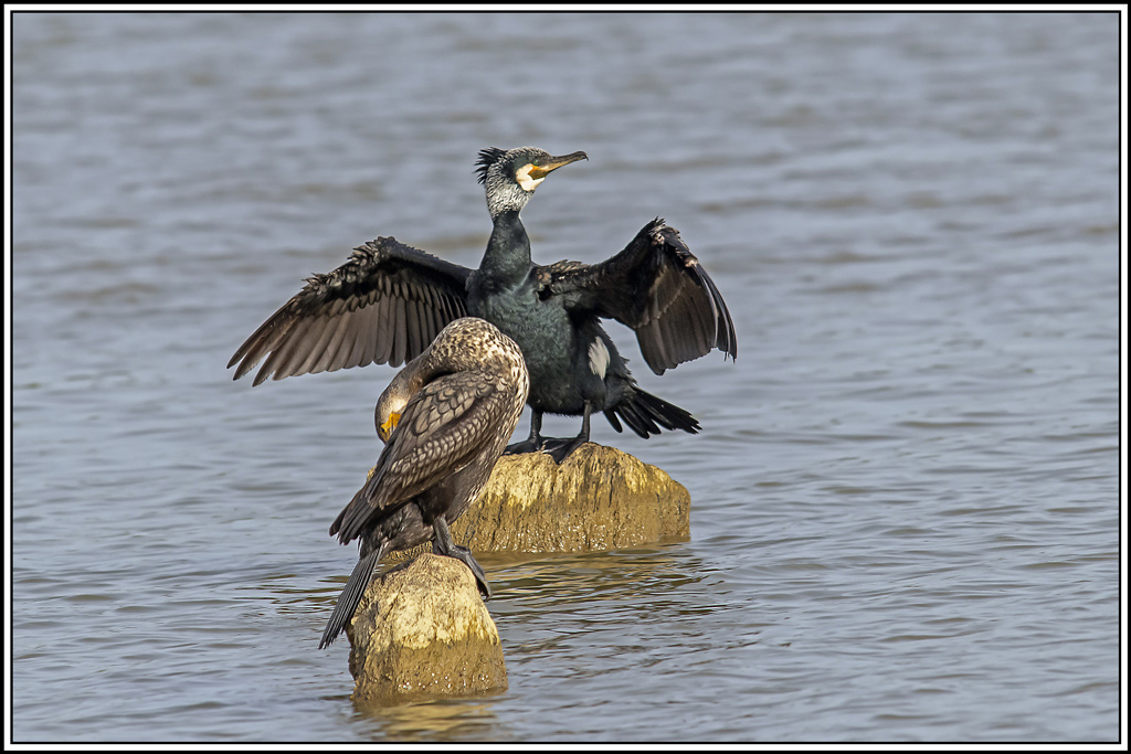 grand_cormoran(532).jpg