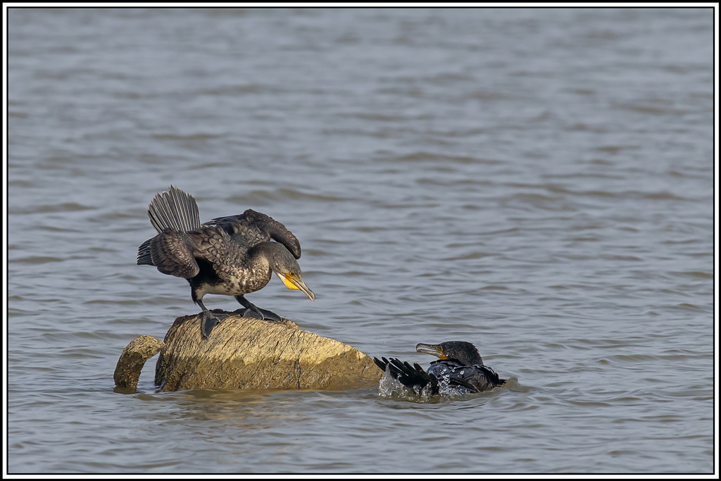 grand_cormoran(562).jpg