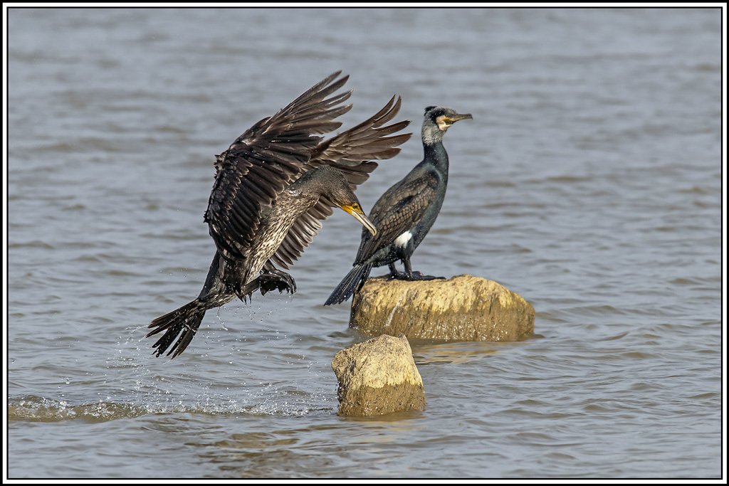 grand_cormoran(564).jpg