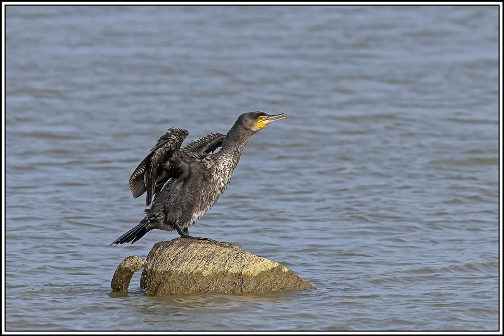 grand_cormoran(574).jpg