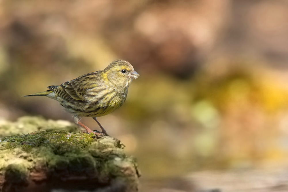 serin.jpg