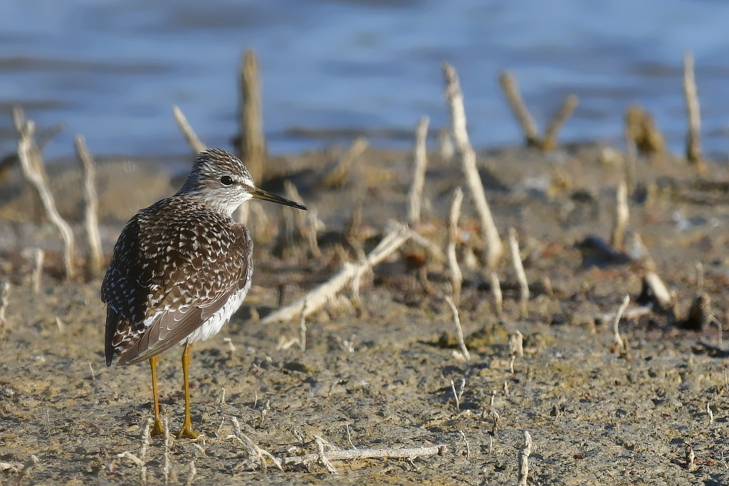 DSC_7466.JPG