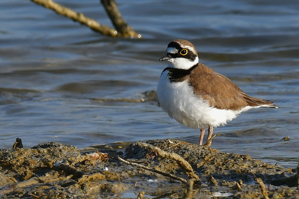 DSC_7541.JPG