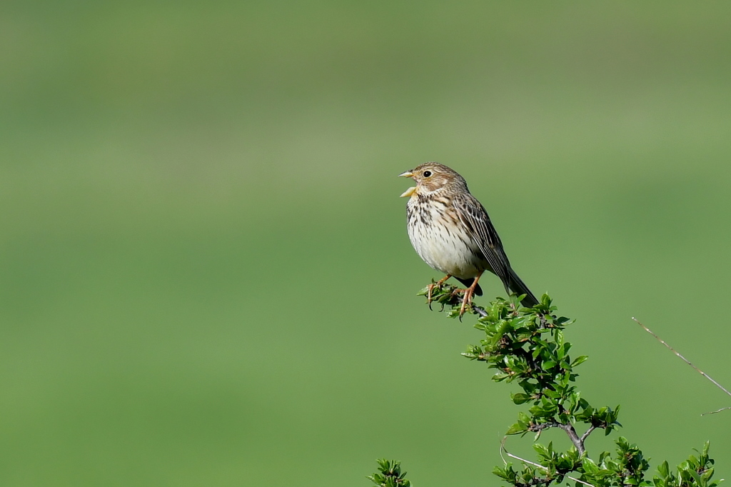 DSC_7594.JPG