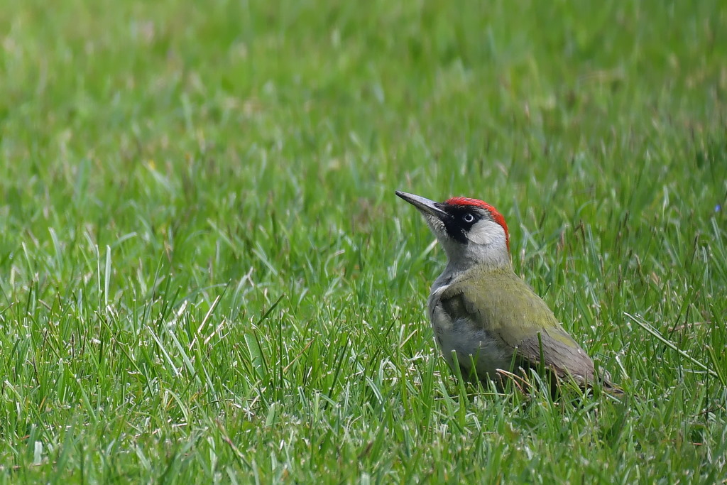 DSC_7698.JPG
