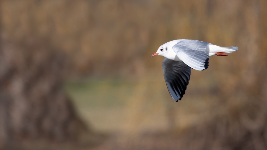 mouette contente.jpg