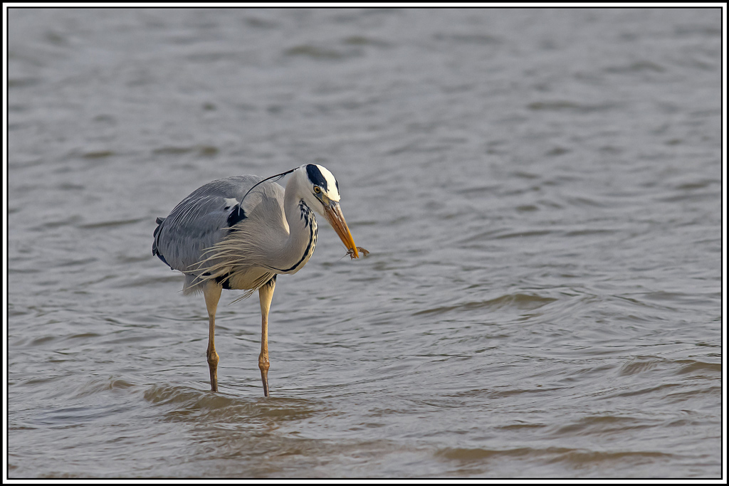heron_cendre(450).jpg
