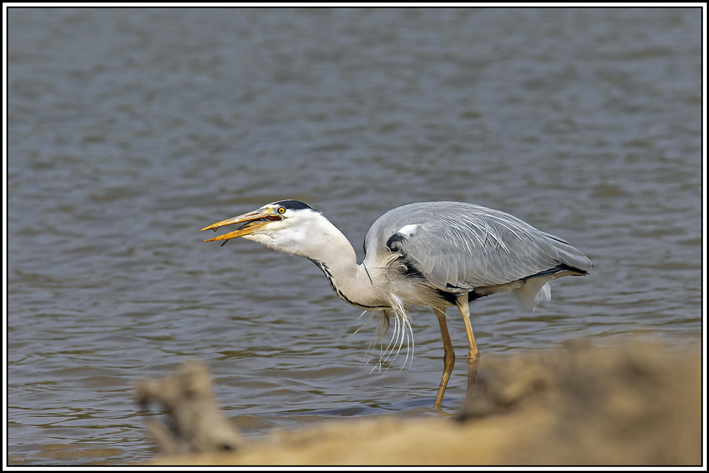 heron_cendre(557).jpg