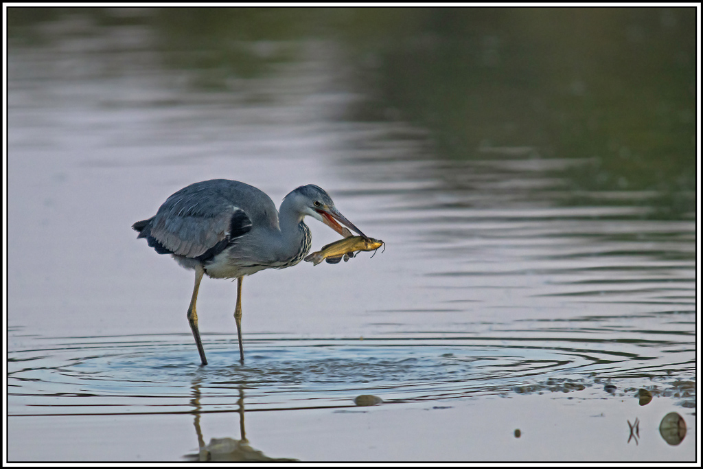 heron_cendre(943).jpg