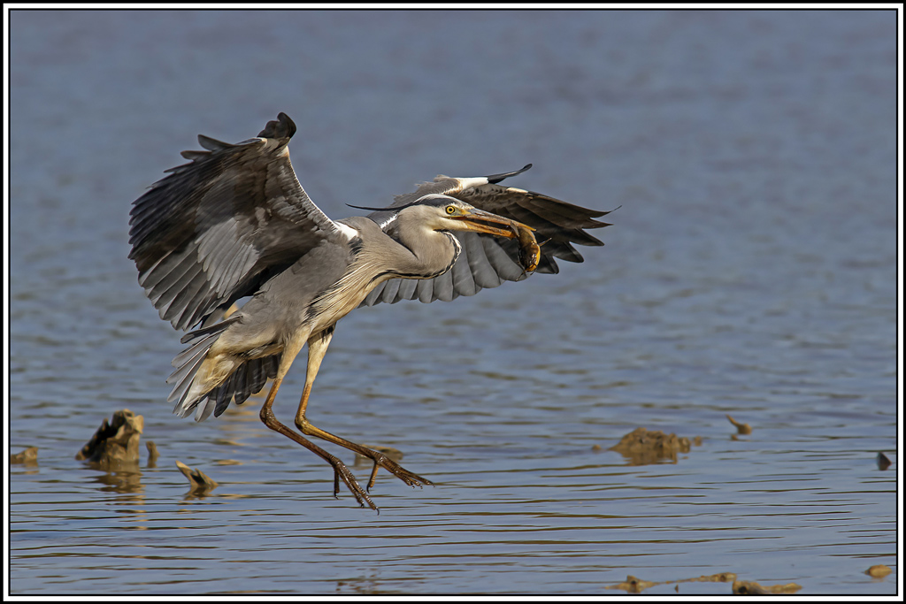 heron_cendre(1027).jpg