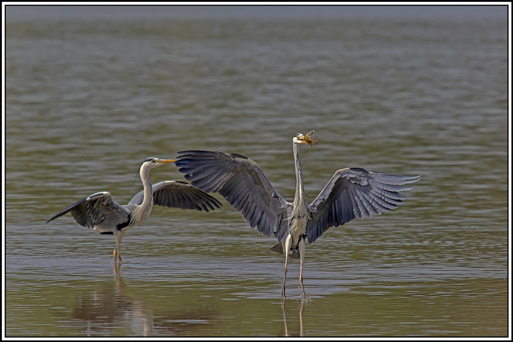 heron_cendre(595).jpg