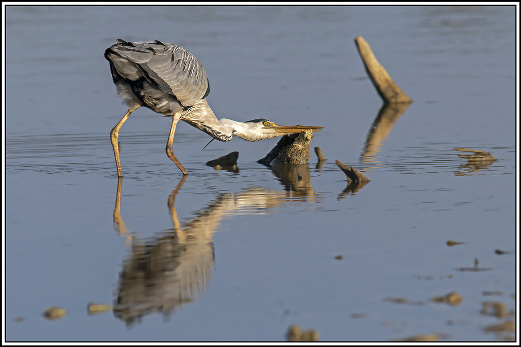 heron_cendre(839).jpg