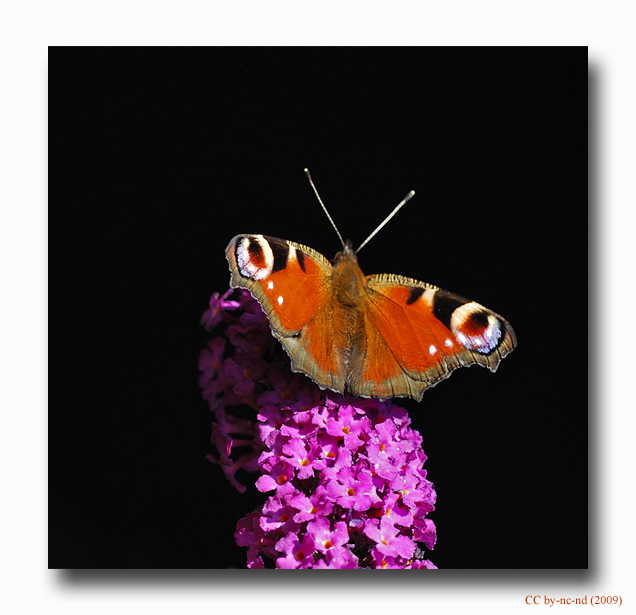 Paon-de-jour-VIII-1.jpg